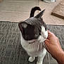 Chi Chi is registered to the contest to win money with this photo: cat, black_and_white, pet, hand, indoor, carpet, feline, whiskers, tail, domestic_animal, animal, fur, paw, cute, companion, sitting, mammal, blur, touch, friendly