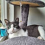 Chi Chi is registered to the contest to win money with this photo: cat, grey_cat, white_cat, green_eyes, cat_tree, fuzzy, window, indoor, pet, relaxed, fur, animal, whiskers, claws, paws, collar, light, cozy, curious, resting