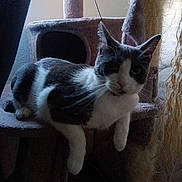Chi Chi is registered to the contest to win money with this photo: cat, feline, pet, cat_tree, indoor, window, gray_and_white, fur, animal, relaxing, home, cozy, resting, paw, ears, whiskers, looking, natural_light, soft, furniture