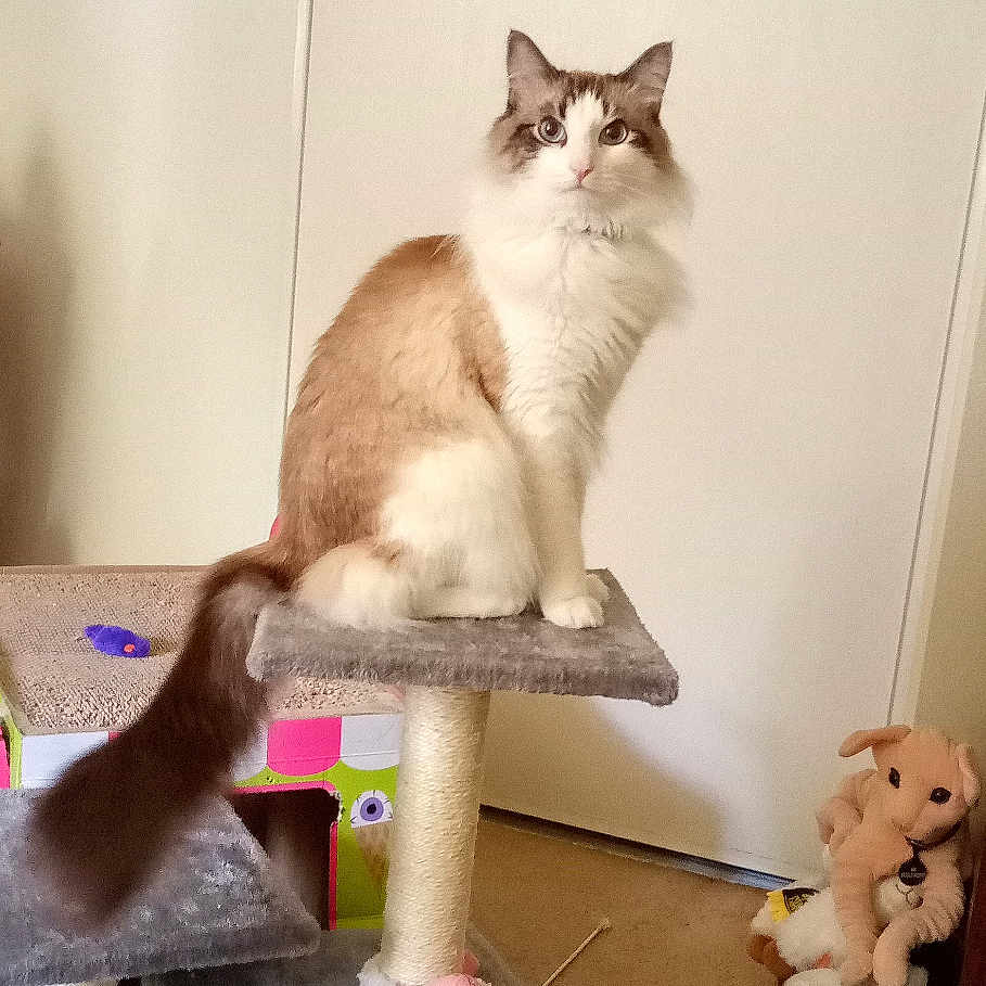 Conan joined the competition — help win amazing prizes! animal, basket, carpet, cat, cat_tree, cozy, curious, ears, feline, fur, home, indoor, perched, pet, pet_toy, play_toy, plush_toy, stuffed_animal, tail, whiskers