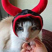 Conan joined the competition — help win amazing prizes! cat, animal, pet, blue_eyes, white_fur, costume, horns, red, black, hand, indoor, fur, whiskers, close_up, portrait, cute, playful, domestic, mammal, face