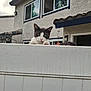 Conan joined the competition — help win amazing prizes! animal, building, cat, cloudy, curious, curious_cat, daytime, fence, gray, green_eyes, house, human_head, outdoor, paws, peek, pet, residential, sky, white, window