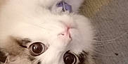 Conan joined the competition — help win amazing prizes! cat, fluffy, white, brown, collar, carpet, pet, animal, indoor, cute, closeup, whiskers, ears, fur, lying_down, looking_up, domestic, mammal, playful, relaxed