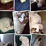 cat, cats, fluffy, sleeping, curled_up, playing, indoor, cozy, pet, feline, close_up, collage, resting, cute, domestic_animal, whiskers, soft_fur, relaxed, window, carpet