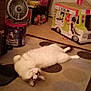 cat, indoor, carpet, fan, table, bottles, toy, cardboard_playhouse, furniture, floor, animal, pet, relaxed, home, decor, pattern, curious, white_cat, playful, cozy