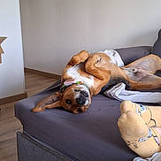 Gus a rejoint le concours — aidez-le/la à gagner de superbes lots ! animal, baby, bulldog, canine, couch, cushion, dog, dogbed, face, furniture, head, homedecor, hound, indoors, interiordesign, person, pet, puppy, sleeping, wood