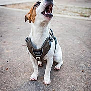 Arizona a rejoint le concours — aidez-le/la à gagner de superbes lots ! dog, jack_russell_terrier, sitting, harness, bark, mouth_open, outdoor, park, path, blurred_background, canine, pet, animal, ears, white_fur, brown_fur, short_hair, alert, daylight, nature