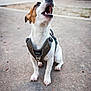 dog, jack_russell_terrier, sitting, harness, bark, mouth_open, outdoor, park, path, blurred_background, canine, pet, animal, ears, white_fur, brown_fur, short_hair, alert, daylight, nature