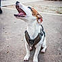 Arizona participe au concours pour gagner de l'argent avec cette photo : dog, small_dog, harness, sitting, outdoor, park, pavement, mouth_open, teeth, tongue, looking_up, white_fur, brown_patch, ears, pet, animal, daylight, blurred_background, happy, canine