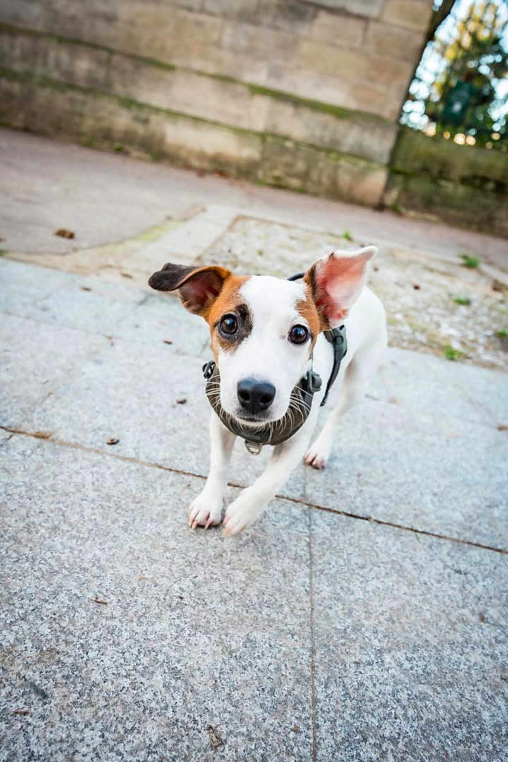 Arizona a rejoint le concours — aidez-le/la à gagner de superbes lots ! dog, puppy, outdoor, stone_pavement, curious, close_up, pet, white_fur, brown_fur, black_nose, ear_flopped, collar, looking_at_camera, playful, young_dog, animal, walking, nature, daylight, background_blur