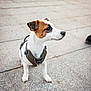 dog, puppy, brown_and_white, harness, animal, pet, outdoor, pavement, small_dog, alert, cute, canine, looking_away, walking, leash, ears_up, side_view, young_dog, domestic_animal, short_hair