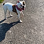 Layka participe au concours pour gagner de l'argent avec cette photo : animal, brown, canine, daylight, dog, friendly, grass, harness, leisure, mammal, nature, outdoor, paved_path, pet, playful, road, shadow, sunny, walking, white