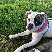 Layka participe au concours pour gagner de l'argent avec cette photo : animal, black_patch, canine, casual, closeup, daylight, dog, grass, leash, looking, nature, outdoor, paw, pet, pink_harness, resting, shoe, sidewalk, sneaker, white_dog