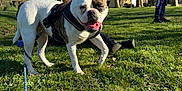 Layka participe au concours pour gagner de l'argent avec cette photo : animal, blue_sky, bulldog, canine, casual_clothing, daylight, dog, grass, happy, house, leash, man, nature, outdoor, park, pet, smiling, sunny, trees, walking