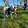 animal, blue_sky, bulldog, canine, casual_clothing, daylight, dog, grass, happy, house, leash, man, nature, outdoor, park, pet, smiling, sunny, trees, walking