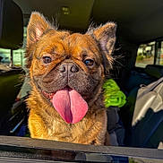 Kapone is registered to the contest to win money with this photo: dog, tongue, car, window, pet, animal, happy, excited, fur, ears, sunlight, vehicle, seat, interior, closeup, canine, smiling, portrait, transportation, domestic_animal