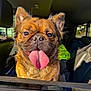 dog, tongue, car, window, pet, animal, happy, excited, fur, ears, sunlight, vehicle, seat, interior, closeup, canine, smiling, portrait, transportation, domestic_animal