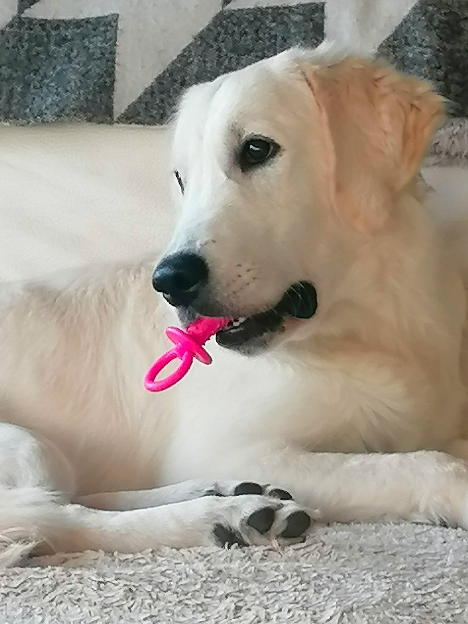 Goldye participe au concours pour gagner de l'argent avec cette photo : canidae, carnivore, companion_dog, dog, dog_breed, dog_supply, fang, fawn, foot, fur, livestock_guardian_dog, paw, pet_supply, retriever, slovak_cuvac, snout, sporting_group, terrestrial_animal, whiskers, working_animal