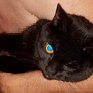 Salem is registered to the contest to win money with this photo: animal, black_cat, blue_reflection, cat, close_up, cute, domestic_animal, eye, feline, fur, hand, holding, human_arm, indoor, mammal, person, pet, portrait, whiskers, yellow_eye