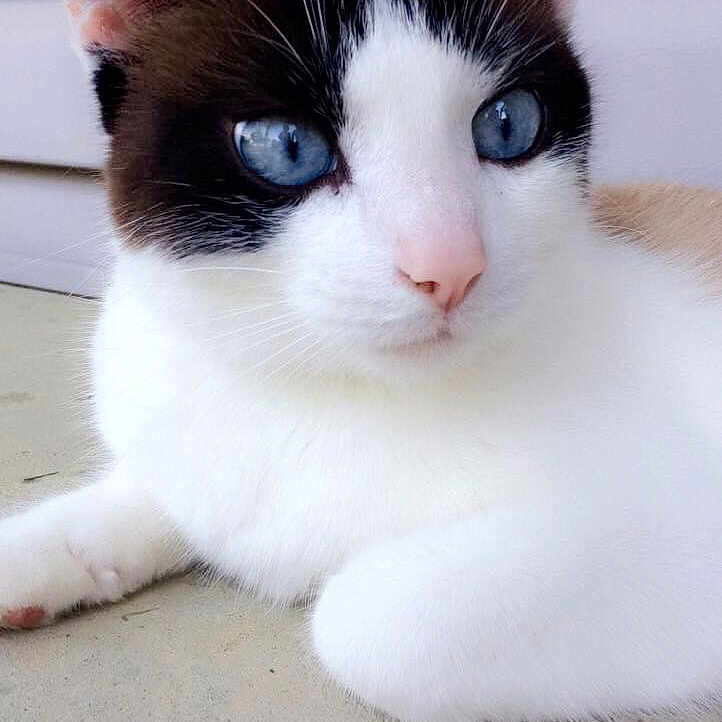 Skippy is registered to the contest to win money with this photo: aegean_cat, cat, cat_like_mammal, domestic_short_haired_cat, ear, eye, fauna, fur, kitten, nose, paw, skin, small_to_medium_sized_cats, snout, snowshoe, whiskers