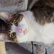 Jasper joined the competition — help win amazing prizes! cat, tabby, white_fur, cat_tree, toy_ball, curious, ears, whiskers, fur, indoor, pet, playful, carpet, string, relaxed, closeup, animal, cute, feline, resting