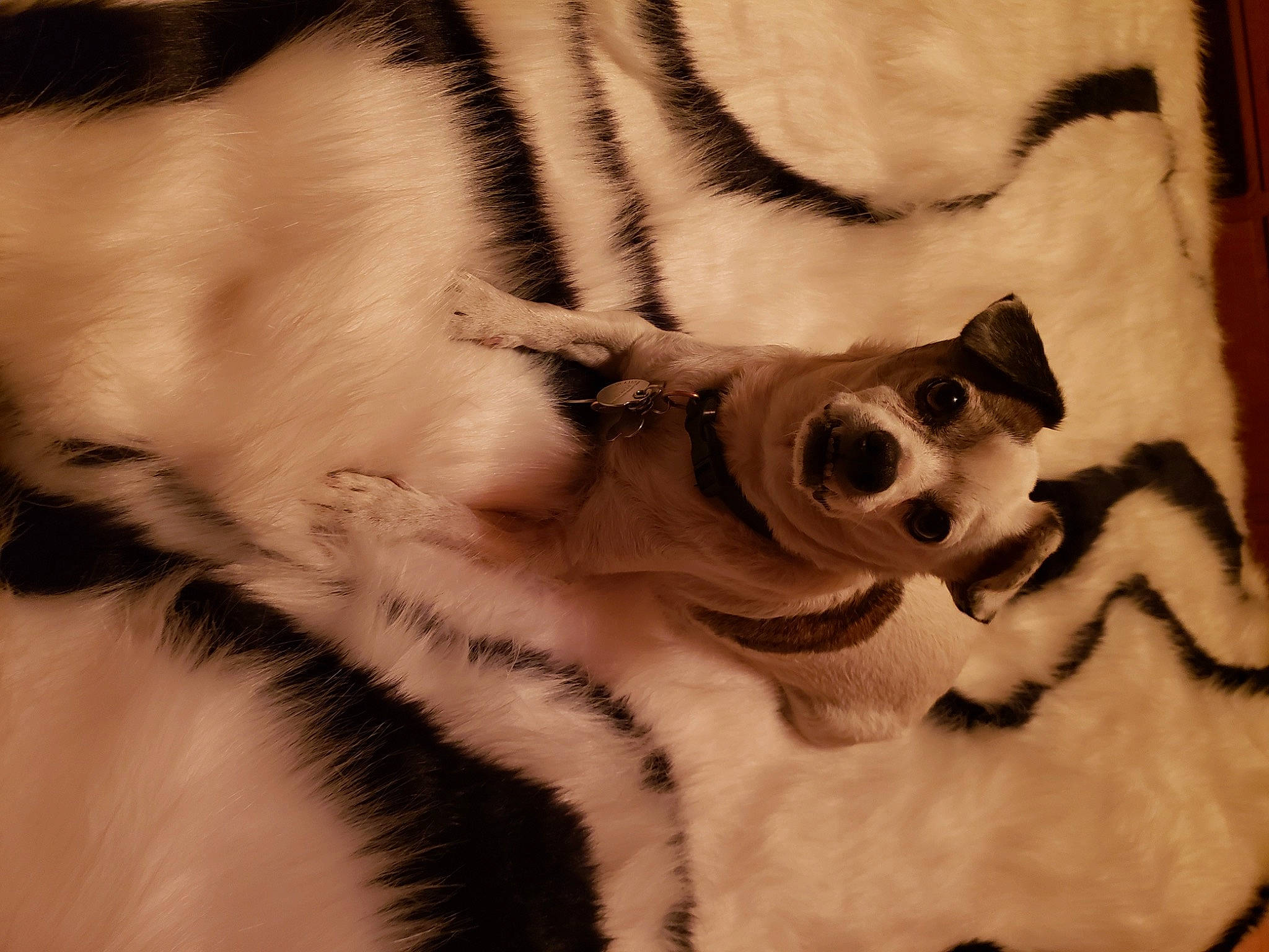 Billy is registered to the contest to win money with this photo: bag, carnivore, cat, close_up, comfort, companion_dog, dog, dog_breed, eyelash, eyewear, fawn, felidae, fur, linens, sleeve, small_to_medium_sized_cats, snout, tail, vision_care, whiskers