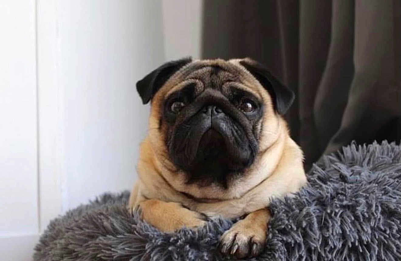Romeo a rejoint le concours — aidez-le/la à gagner de superbes lots ! pug, dog, pet, indoor, fluffy, cushion, resting, brown, black, fur, cute, animal, portrait, face, paw, cozy, looking, snout, ears, home