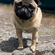 Romeo participe au concours pour gagner de l'argent avec cette photo : dog, pug, animal, pet, outdoor, rock, stone, fur, face, cute, canine, mammal, standing, small_dog, portrait, ears, eyes, snout, shadow, daylight