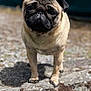 dog, pug, animal, pet, outdoor, rock, stone, fur, face, cute, canine, mammal, standing, small_dog, portrait, ears, eyes, snout, shadow, daylight