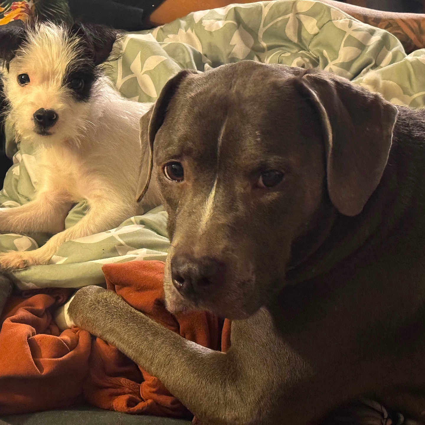 Mona is registered to the contest to win money with this photo: animal, blanket, bulldog, canine, couch, cushion, dog, furniture, homedecor, hound, labradorretriever, linen, person, pet, pitbull, poodle, puppy, sleeping, terrier, whitedog