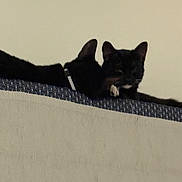 Gojo joined the competition — help win amazing prizes! cat, black_cat, animal, pet, resting, indoor, feline, ears, paw, collar, ledge, two_animals, companions, quiet, relaxed, mammal, cute, whiskers, friendship, shadow