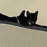 cat, black_cat, animal, pet, resting, indoor, feline, ears, paw, collar, ledge, two_animals, companions, quiet, relaxed, mammal, cute, whiskers, friendship, shadow
