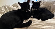 Gojo joined the competition — help win amazing prizes! animal_pair, bed, black_cat, cat, comfortable, cozy, curious_eyes, domestic_animal, feline, fur, indoor, natural_light, pets, relaxed, resting, soft_light, two_animals, whiskers, white_bedding, window