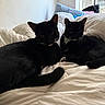 black_cat, cat, indoor, bed, white_bedding, relaxed, two_animals, pets, feline, window, natural_light, whiskers, animal_pair, curious_eyes, cozy, fur, resting, domestic_animal, soft_light, comfortable