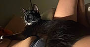 Gojo joined the competition — help win amazing prizes! cat, black_cat, pet, animal, sleeping, relaxing, human, legs, lap, indoor, soft_light, whiskers, fur, cozy, resting, domestic_animal, companion, comfort, shadow, quiet