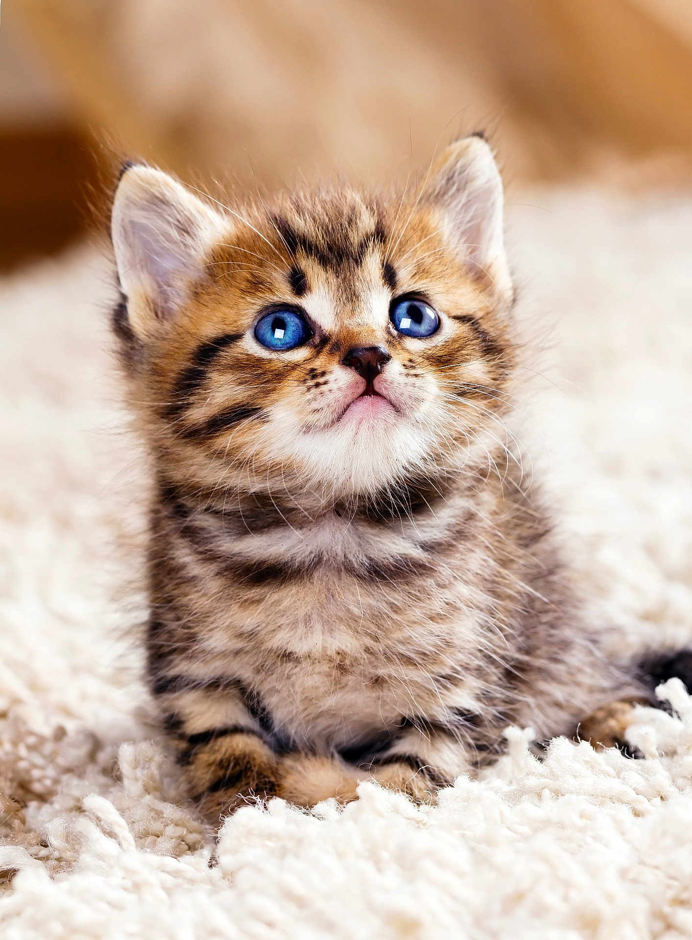 Roxane participe au concours pour gagner de l'argent avec cette photo : adorable, animal, blue_eyes, carpet, cat, close_up, cute, ears, feline, fluffy, fur, indoor, kitten, looking_up, pet, soft, striped, tabby, whiskers, young
