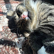Mochi joined the competition — help win amazing prizes! cat, tabby, sleeping, relaxed, sunlight, whiskers, paw, feline, indoor, fur, pet, animal, resting, cozy, closeup, patterned_rug, pink_nose, cute, domestic_cat, fluffy