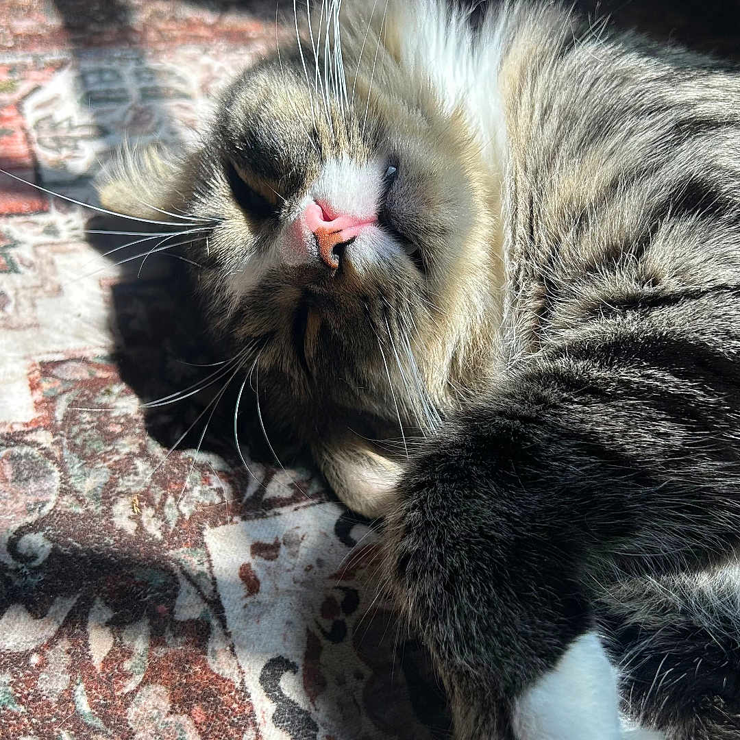 Mochi joined the competition — help win amazing prizes! cat, tabby, sleeping, relaxed, sunlight, whiskers, paw, feline, indoor, fur, pet, animal, resting, cozy, closeup, patterned_rug, pink_nose, cute, domestic_cat, fluffy