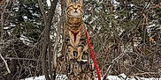 Elvis is registered to the contest to win money with this photo: cat, tabby_cat, harness, red_leash, snow, tree_stump, forest, evergreen, trees, branches, winter, outdoors, pet, animal, portrait, paws, whiskers, trunk, leaves, curious