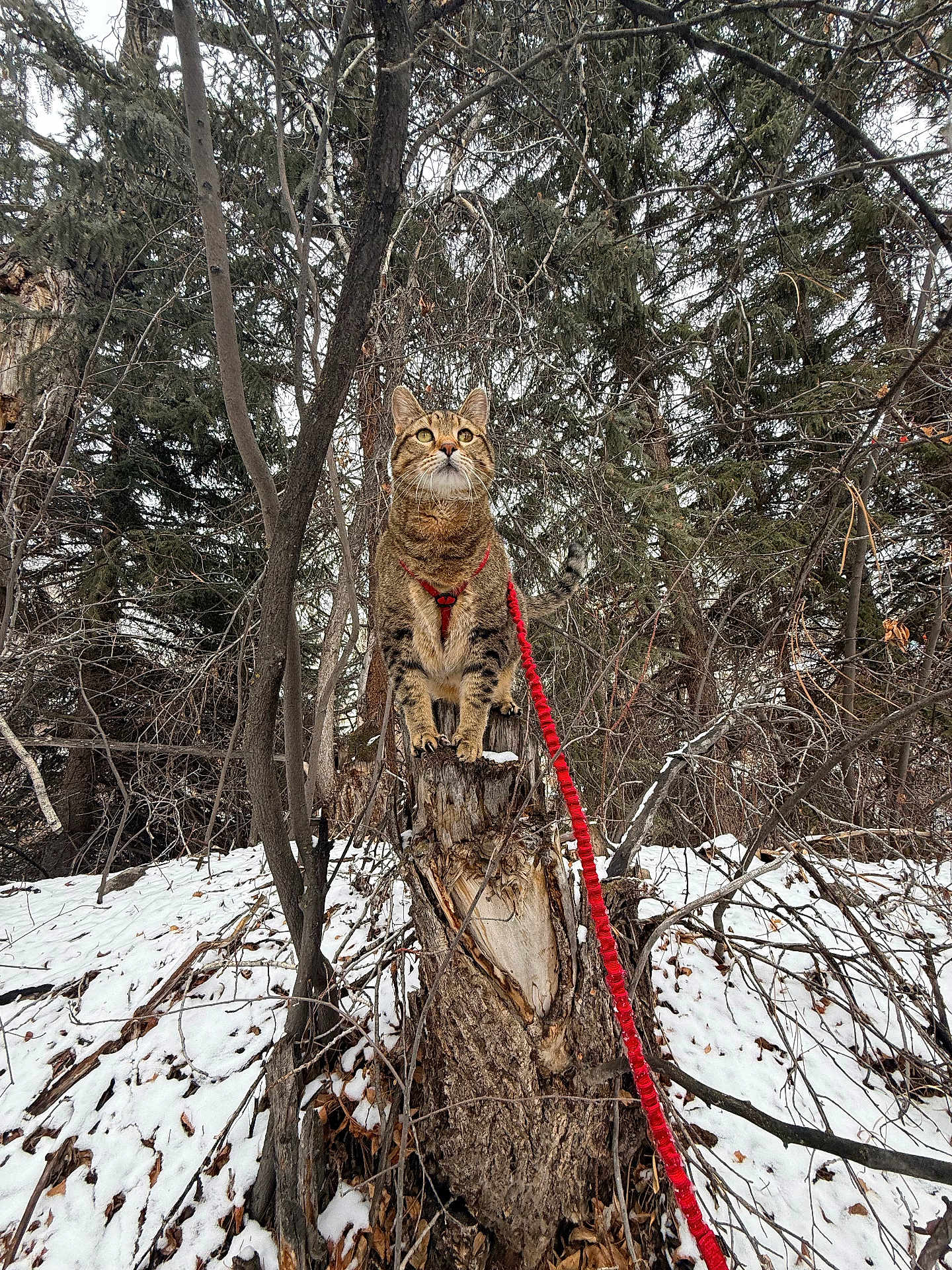 Elvis is registered to the contest to win money with this photo: cat, tabby_cat, harness, red_leash, snow, tree_stump, forest, evergreen, trees, branches, winter, outdoors, pet, animal, portrait, paws, whiskers, trunk, leaves, curious
