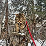 cat, tabby_cat, pet, red_leash, stump, tree_stump, snow, winter, outdoors, forest, tree, paws, whiskers, green_eyes, close_up, nature, wildlife, curious, climbing, fur