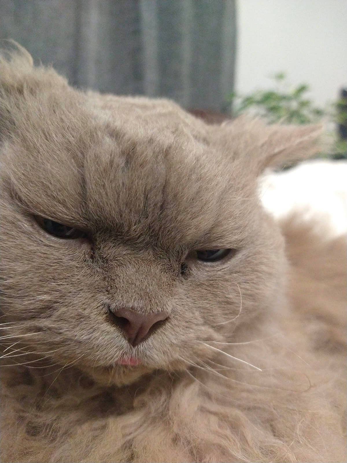 Stanley is registered to the contest to win money with this photo: carnivore, cat, fawn, felidae, fur, small_to_medium_sized_cats, snout, terrestrial_animal, whiskers