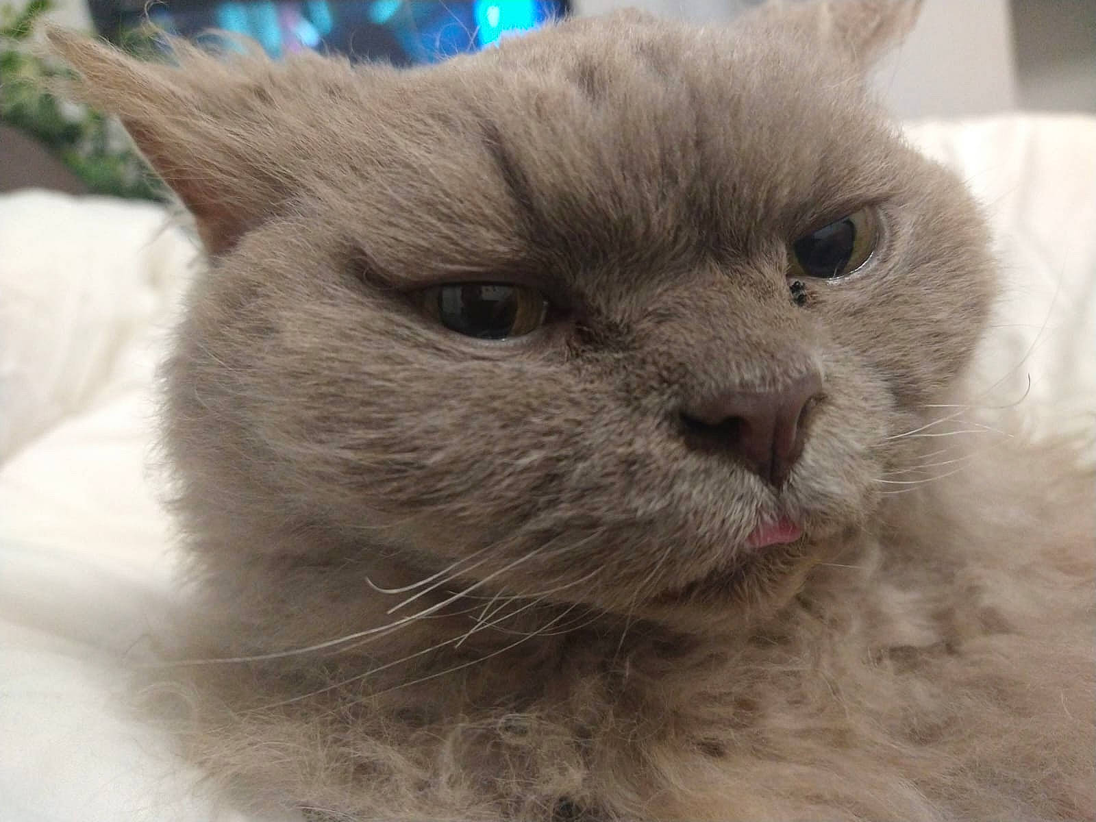 Stanley is registered to the contest to win money with this photo: carnivore, cat, close_up, domestic_short_haired_cat, fawn, felidae, fur, small_to_medium_sized_cats, snout, terrestrial_animal, whiskers