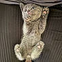 Ash is registered to the contest to win money with this photo: kitten, cat, paw_pads, gray_fur, cute, pet, animal, feline, lying_down, upside_down, soft, fluffy, indoor, legs, pants, striped, close_up, adorable, young, resting