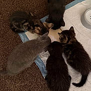 Ash is registered to the contest to win money with this photo: kitten, cat, pets, animal, fur, eating, group, indoor, carpet, cute, small, feline, young, feeding, head, whiskers, tail, domestic, mammal, floor