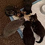 kitten, cat, pets, animal, fur, eating, group, indoor, carpet, cute, small, feline, young, feeding, head, whiskers, tail, domestic, mammal, floor