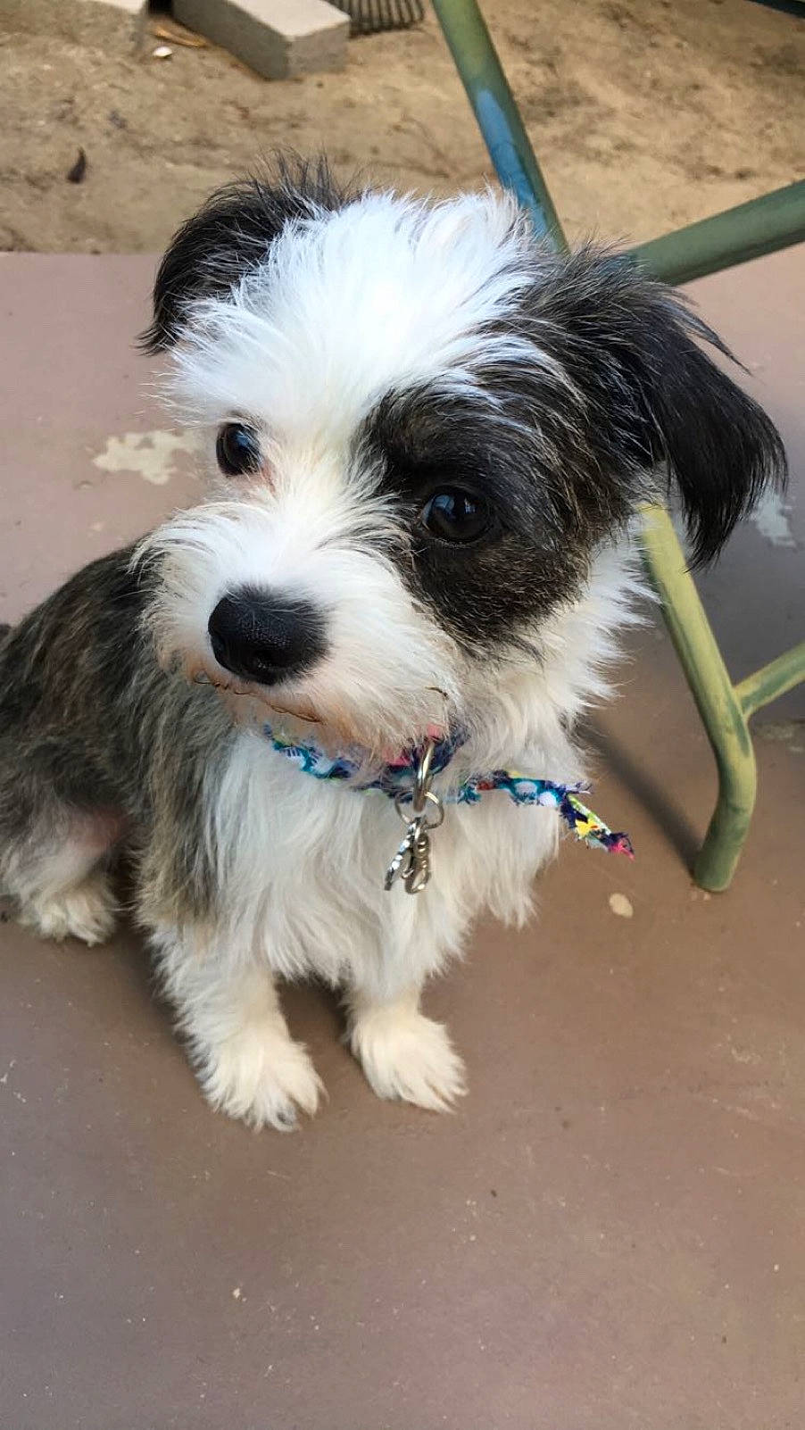 Daisy is registered to the contest to win money with this photo: biewer_terrier, canidae, carnivore, companion_dog, dog, dog_breed, havanese, kyi_leo, lowchen, mammal, morkie, old_english_sheepdog, polish_lowland_sheepdog, puppy, rare_breed_dog, schnoodle, snout, sporting_lucas_terrier, tibetan_terrier, vertebrate