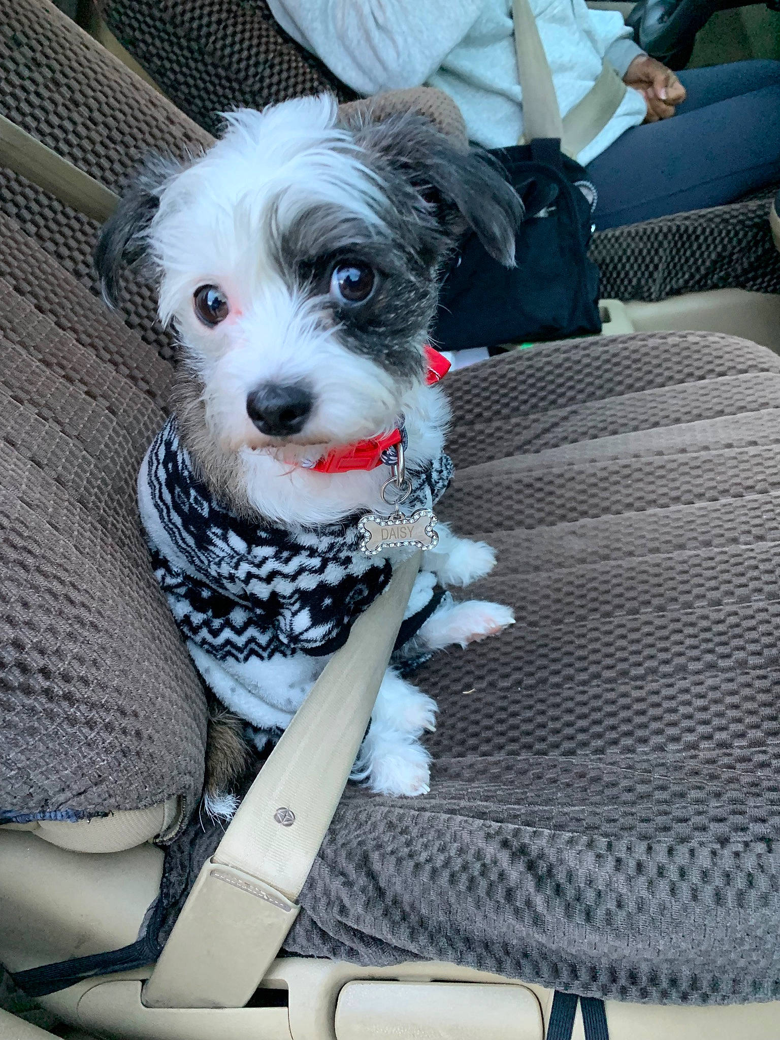 Daisy joined the competition — help win amazing prizes! bolonka, canidae, carnivore, companion_dog, dog, dog_breed, havanese, lowchen, maltese, mammal, miniature_schnauzer, morkie, non_sporting_group, puppy, rare_breed_dog, schnoodle, sporting_group, sporting_lucas_terrier, tibetan_terrier, toy_dog