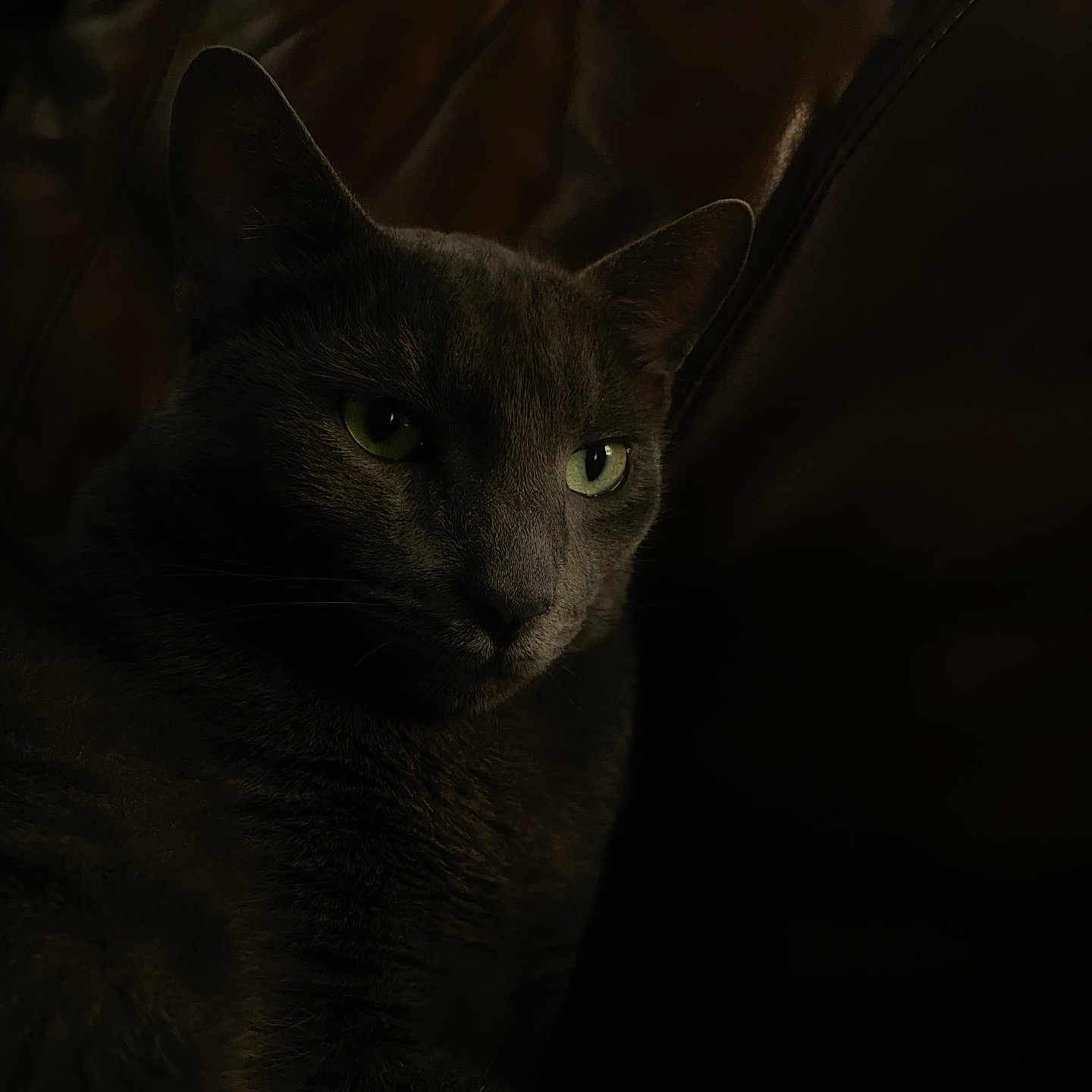 Milo is registered to the contest to win money with this photo: animal, calm, cat, closeup, dark, ears, feline, fur, gray_cat, green_eyes, indoor, leather_couch, mysterious, pet, portrait, quiet, relaxed, resting, shadow, whiskers