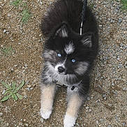 Youki a rejoint le concours — aidez-le/la à gagner de superbes lots ! puppy, dog, husky, black_and_white, blue_eyes, fluffy, outdoor, gravel, path, ground, leash, collar, portrait, looking_up, standing, animal, pet, fur, cute, front_view